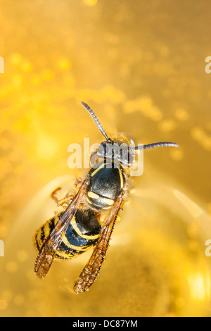 Annegare delle api o vespe in un bicchiere da vino Foto Stock