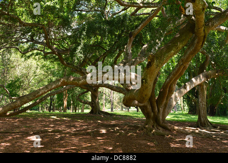 Benjamina Ficus tree con intrecciano lunghi rami Foto Stock