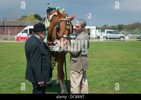 Cavallo pesante a Suffolk Horse Show 2013, Ipswich Showgrounds. Foto Stock