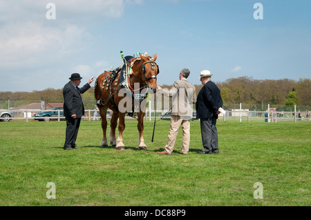 Cavallo pesante a Suffolk Horse Show 2013, Ipswich Showgrounds. Foto Stock