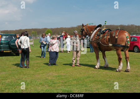 Punzone a cavallo Suffolk Horse Show 2013, Ipswich Showgrounds. Foto Stock