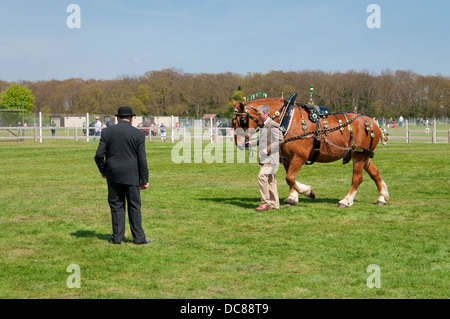 Punzone a cavallo Suffolk Horse Show 2013, Ipswich Showgrounds. Foto Stock