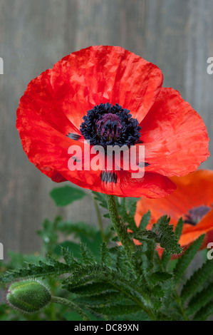 Papavero selvaggio fiore grande close up pieno fiore foglia rossa Foto Stock