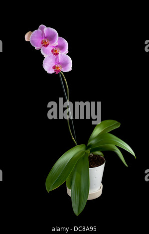 Vaso di orchidee pianta tracciato di ritaglio sfondo nero Foto Stock