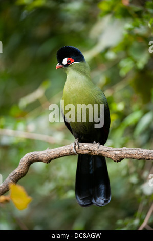 Hartlaub's's Turaco, Tauraco hartlaubi, Uccelli di Eden, Plettenberg Bay, Sud Africa Foto Stock