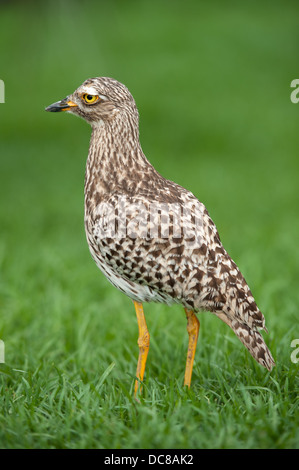 Avvistato thick-ginocchio, Burhinus capensis, Uccelli di Eden, Plettenberg Bay, Sud Africa Foto Stock