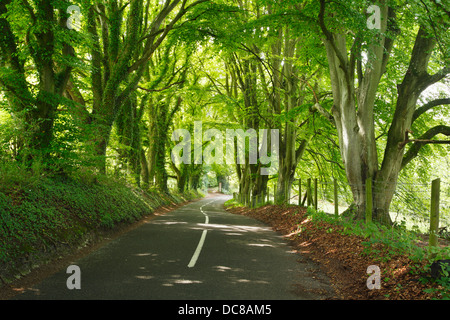 St Swithun's Way, un antico ha guidato la voce di corsia in Ovington. Hampshire. In Inghilterra. Regno Unito. Foto Stock