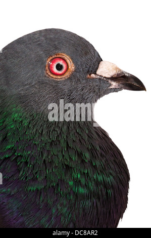 Pigeon - Macro ritratto Foto Stock