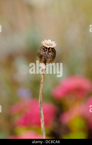 Uno secco fiore di papavero nel campo Foto Stock