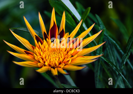 Apache Gazania - fiore decorativo Foto Stock