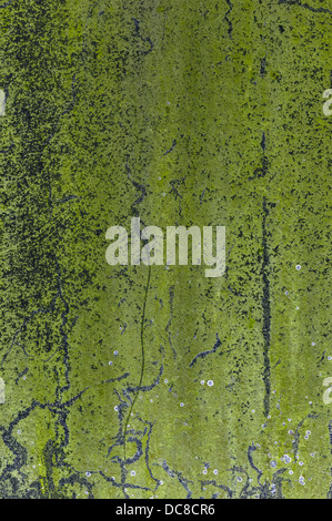 Verde muschio texture - parete di muschio all'aperto Foto Stock