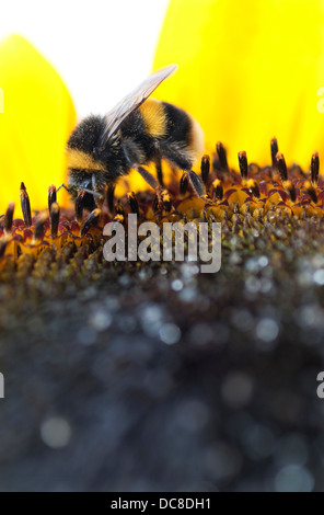 Bee la raccolta del polline di girasole fiore pianta Foto Stock