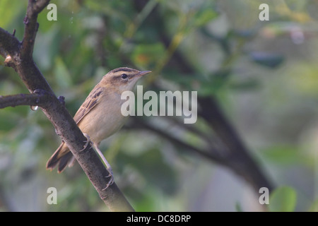 Sedge trillo (Acrocephalus schoenobaenus) Foto Stock