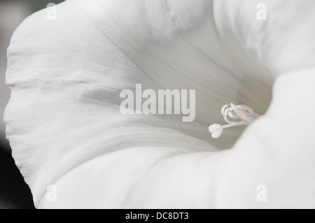 Bianco puro fiore close up Foto Stock