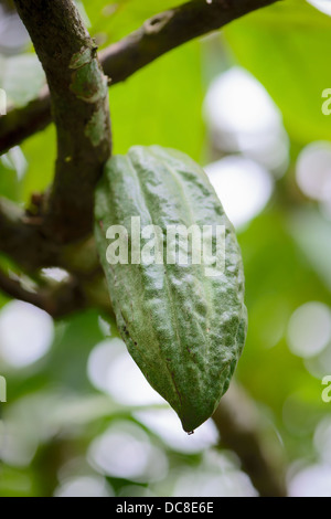 Pod on Cocoa Tree (Albero di cioccolato), isola di Bali, Indonesia Foto Stock