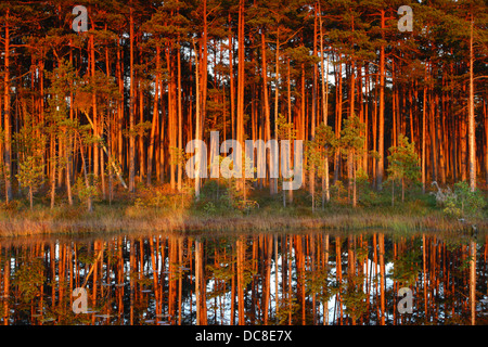 Pineta con riflessione nella torbiera del Lago, dipinta da sole di setting. Foto Stock