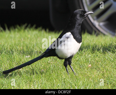 Gazza comune (Pica pica) foraggio sul terreno. Foto Stock