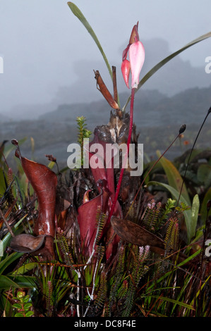 Heliamphora nutans ( Sarracenia nutans ), pianta carnivora una specie di Marsh pianta brocca in Monte Roraima Foto Stock