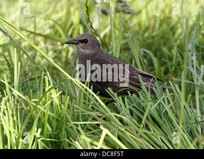 I capretti Starling (Sturnus vulgaris) nell'erba alta Foto Stock