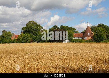 Harvest Time East Sussex England Britain UK. Campo di grano e Oast House. Foto Stock