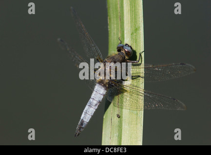 Scarsa Chaser dragonfly, Libellula fulva, maschio Tansor, Northamptonshire, Regno Unito Foto Stock