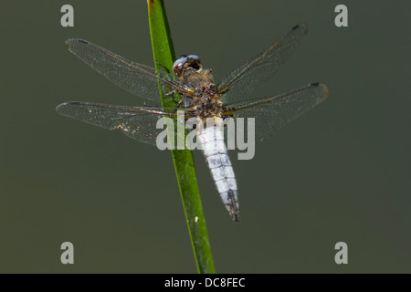 Scarsa Chaser dragonfly, Libellula fulva, Tansor, Northamptonshire, Regno Unito, Foto Stock