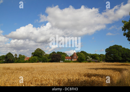 Tempo di raccolta East Sussex Inghilterra Gran Bretagna. Campo di grano e casa di Oast. Foto Stock