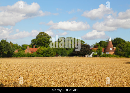Tempo di raccolta East Sussex Inghilterra Gran Bretagna. Campo di grano abd Oast House. Foto Stock
