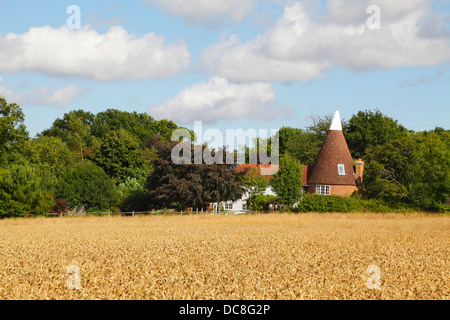 Harvest Time East Sussex Inghilterra Gran Bretagna Regno Unito. Campo di grano e Oast House Foto Stock