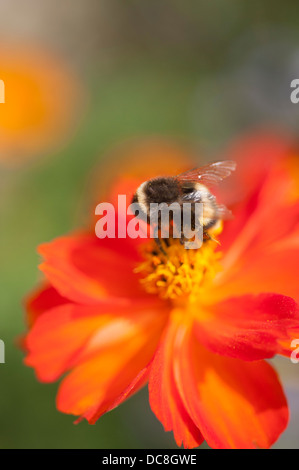 Bumblebee sul fiore rosso testa Foto Stock