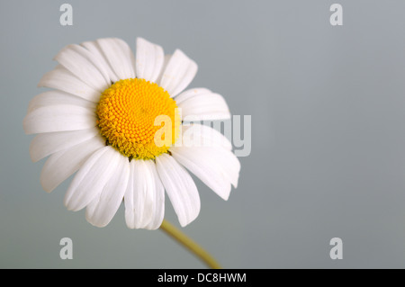 Leucanthemum ircutianum, (vulgare) ritratto di fiori con una bella fuori fuoco lo sfondo grigio. Foto Stock