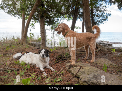 2 cani resto mentre è in vacanza sull isola di Washington, Wisconsin. Foto Stock