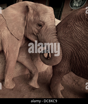 Gli elefanti orfani a Sheldrick wildlife trust . Tsavo Est. Kenya Africa Foto Stock