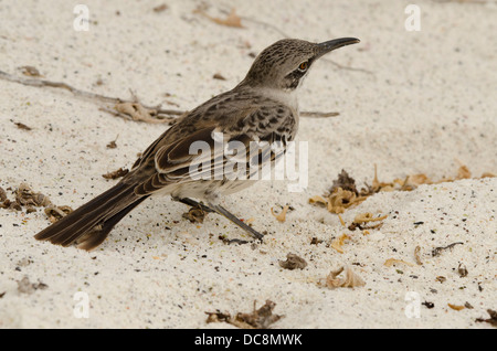 Ecuador, Galapagos, all'Isola Espanola (aka Cappa isola), Baia Gardner. Cappa endemica mockingbird (Nesomimus macdonaldi) sulla spiaggia. Foto Stock