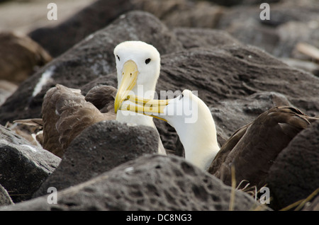 Ecuador, Galapagos, all'Isola Espanola (aka cofano), Punta Suarez. Endemico sventolato albatross colonia nidificazione, coppia di corteggiamento. Foto Stock