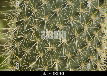 Ecuador, Galapagos, Santa Fe. Dettaglio del gigante ficodindia cactus (sottospecie endemica, Opuntia echios barringtonensis), dettaglio. Foto Stock