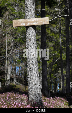 Escursioni a piedi nei boschi, Pietralba, Alto Adige Foto Stock