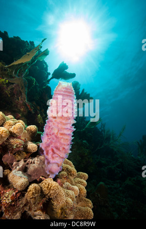 Vaso azzurro spugna (Callyspongia plicifera) su un corallo tropicale dell'Isola di Roatan, Honduras. Foto Stock