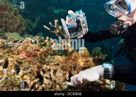 Avvistato scorfani fotografato dal subacqueo Foto Stock