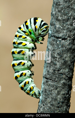 Pre-pupa stadio di e nero a coda di rondine Butterfly Papilio polyxenes E USA Foto Stock