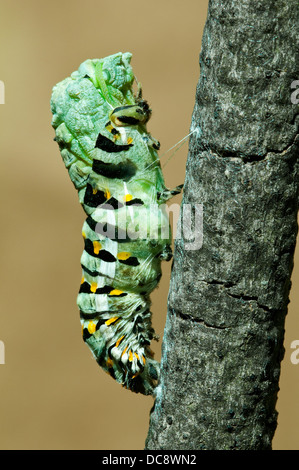 E Nero a coda di rondine Butterfly Papilio polyxenes pupa versando la pelle E STATI UNITI D'AMERICA Foto Stock