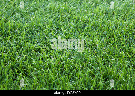Erba verde sfondo, primo piano della copertura erbosa Foto Stock