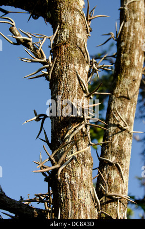 Guatemala, Rio Dulce, Hacienda Tijax Jungle Lodge. Dettaglio del Bullhorn acacia (acacia cornigera) tree, nativo di America centrale. Foto Stock