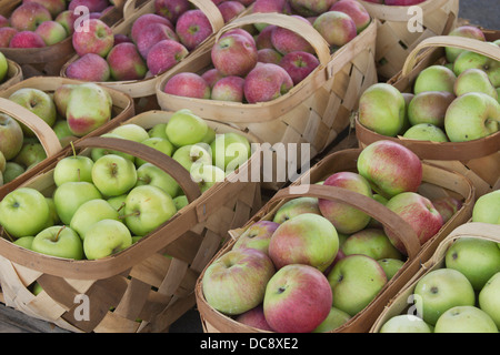 Raccolto fresco cestini di diverse varietà di mele colorate Foto Stock