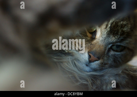 Cat face piede la gamba posteriore whiskers cats eye cercando Foto Stock