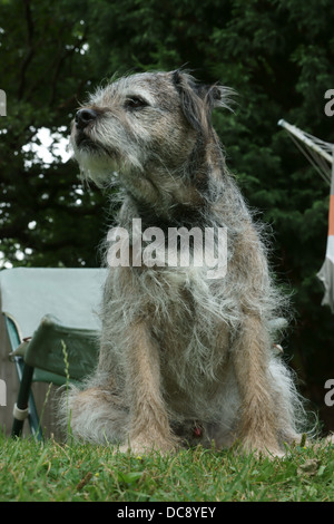 Border terrier dog face statica seduta capelli fuori linea di lavaggio alberi linea di lavaggio di vestiti erba palla da tennis in legno recinzione in legno di quercia Foto Stock