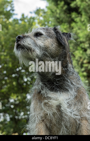 Border terrier dog face statica seduta capelli fuori linea di lavaggio alberi linea di lavaggio di vestiti erba palla da tennis in legno recinzione in legno di quercia Foto Stock