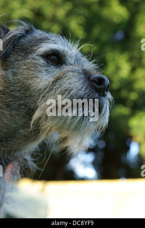 Border terrier dog face capelli statico maschio alfa border terrier dog face statica seduta capelli fuori linea di lavaggio alberi lavaggio l Foto Stock