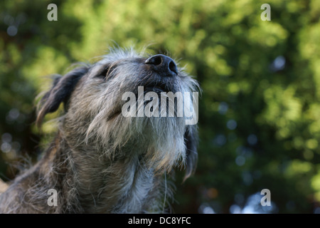 Border terrier dog face capelli statico maschio alfa border terrier dog face statica seduta capelli fuori linea di lavaggio alberi lavaggio l Foto Stock