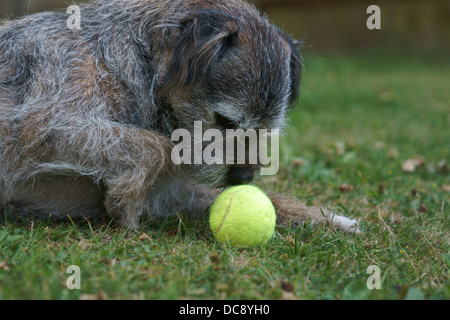 Border terrier dog face statica seduta capelli fuori linea di lavaggio alberi linea di lavaggio panni erba palla da tennis in legno di rovere h di recinzione Foto Stock